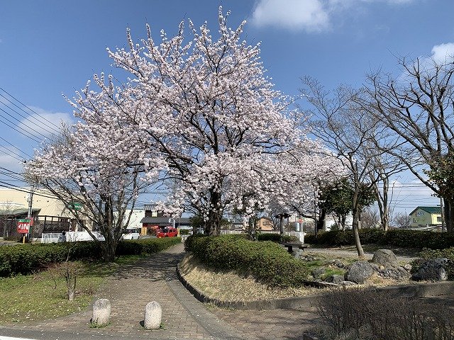 4月桜